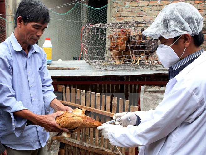 越南全国各地主动防范畜禽疾病 ảnh 1