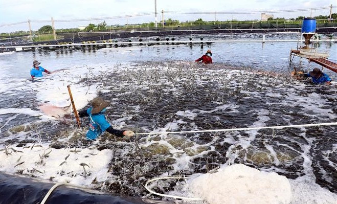 薄辽省扩大有机农业生产规模 ảnh 1