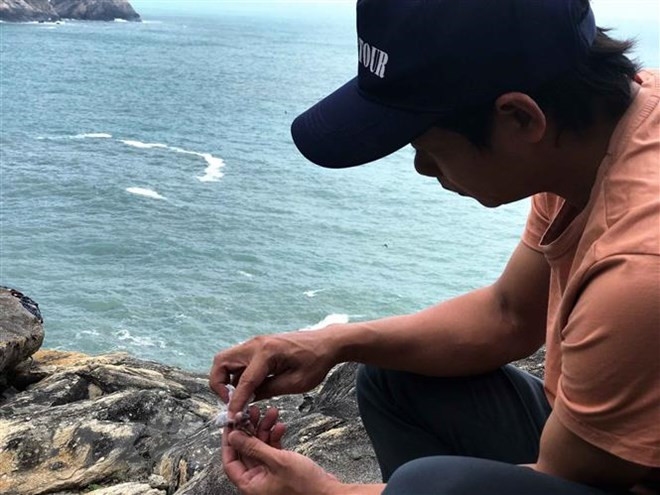 占婆岛努力实现金丝燕群可持续发展 ảnh 1 占婆岛努力实现金丝燕群可持续发展 ảnh 1