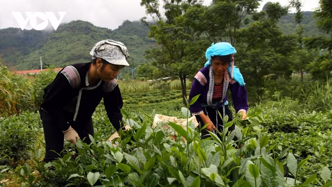 莱州省茶叶产品推介会即将在河内举行 ảnh 1