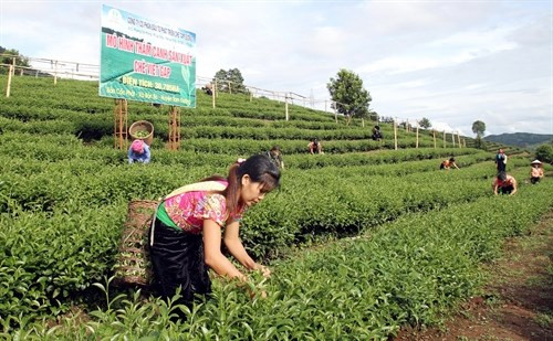 莱州省茶业努力开拓中东、北非和南亚市场 ảnh 1