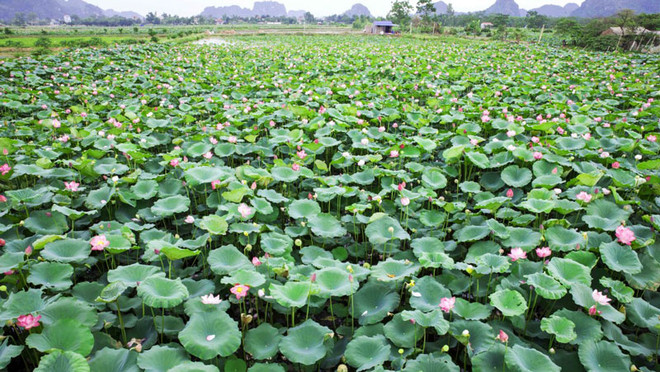 占族同胞将水稻田改种植莲花 经济效益良好 ảnh 1 占族同胞将水稻田改种植莲花 经济效益良好 ảnh 1