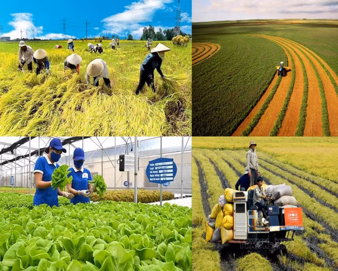 河内市通过扎实推进农业农村发展的12条激励政策 ảnh 1