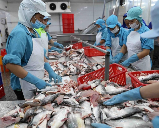 2023年第一季度河内水产产量达逾2.5万吨 ảnh 1