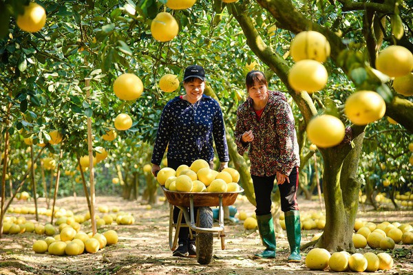 河内市着力将林果与生态旅游业相结合共同促进经济的发展 ảnh 1