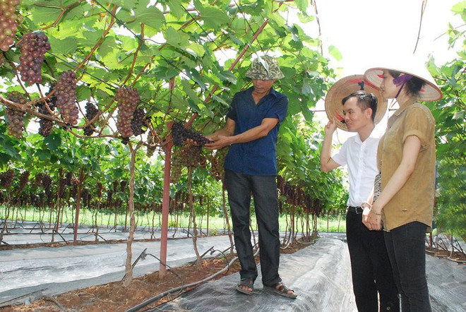 河内市着力将林果与生态旅游业相结合共同促进经济的发展 ảnh 2