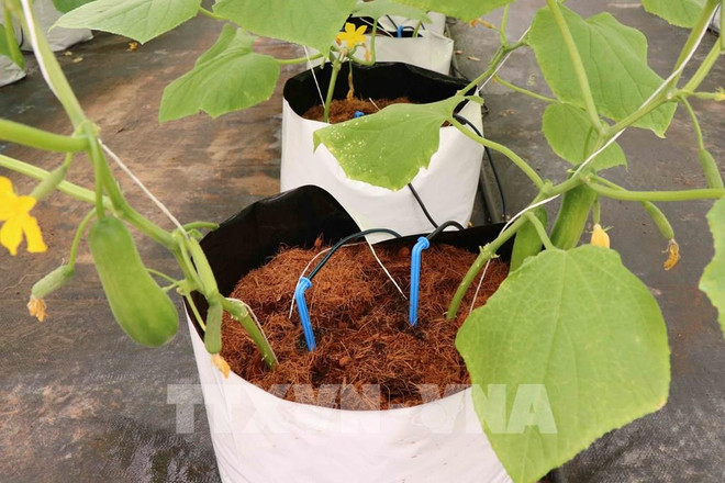 北宁省优先吸引对高科技农业的投入 ảnh 1 北宁省优先吸引对高科技农业的投入 ảnh 1