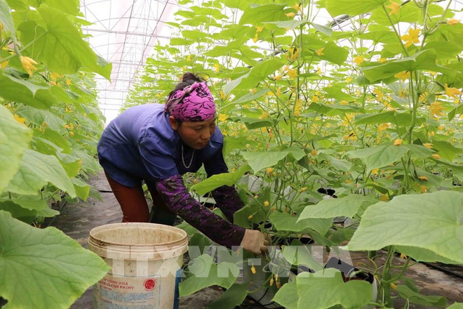 北宁省优先吸引对高科技农业的投入 ảnh 2 北宁省优先吸引对高科技农业的投入 ảnh 2