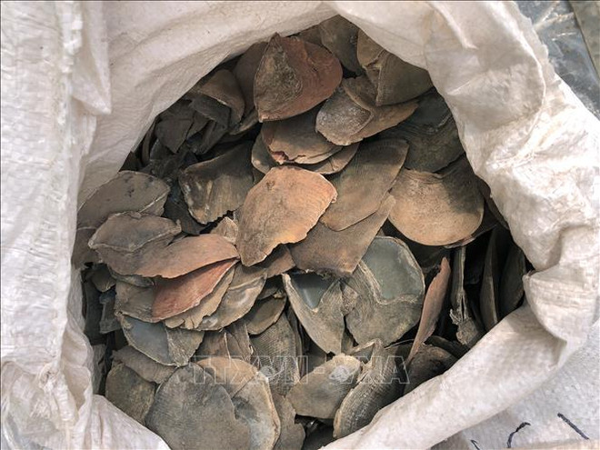 马来西亚查获逾6吨走私穿山甲鳞片 ảnh 1 马来西亚查获逾6吨走私穿山甲鳞片 ảnh 1