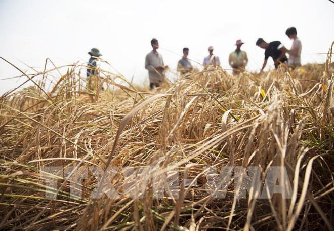 4月份九龙江三角洲地区海水入侵处于严重状态 ảnh 1 4月份九龙江三角洲地区海水入侵处于严重状态 ảnh 1