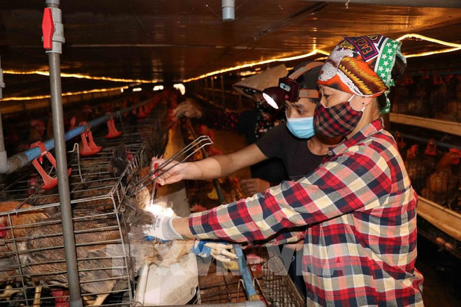 北宁省优先吸引对高科技农业的投入 ảnh 3 北宁省优先吸引对高科技农业的投入 ảnh 3