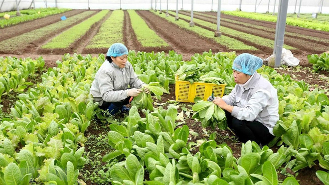 越南蔬果迎来新机遇 ảnh 1 越南蔬果迎来新机遇 ảnh 1