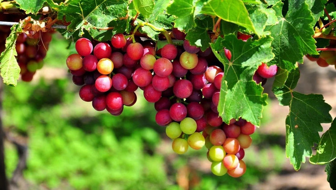 2023年宁顺省葡萄和葡萄酒节即将举行 ảnh 1