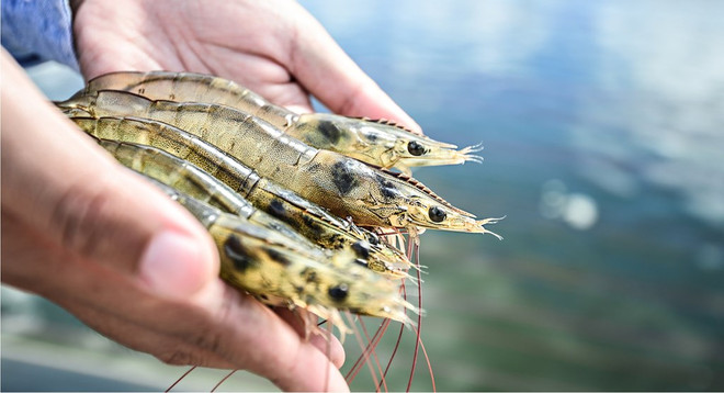 印尼力争实现年均虾产量达200万吨的目标 ảnh 1 印尼力争实现年均虾产量达200万吨的目标 ảnh 1