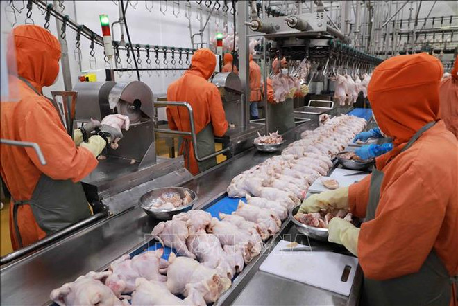 越南着力扩大食品工业市场 ảnh 1 越南着力扩大食品工业市场 ảnh 1