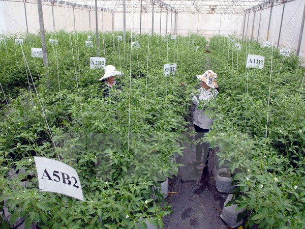 越日企业加强农业领域合作 ảnh 1 越日企业加强农业领域合作 ảnh 1