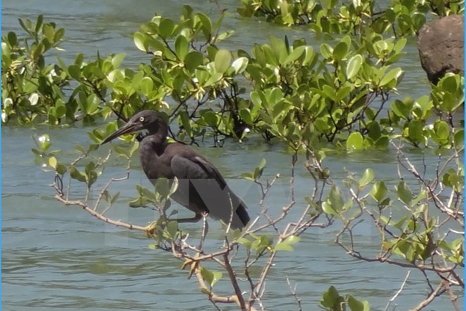 越南广宁省拜子龙国家公园成为东盟第38个遗产公园 ảnh 2 越南广宁省拜子龙国家公园成为东盟第38个遗产公园 ảnh 2