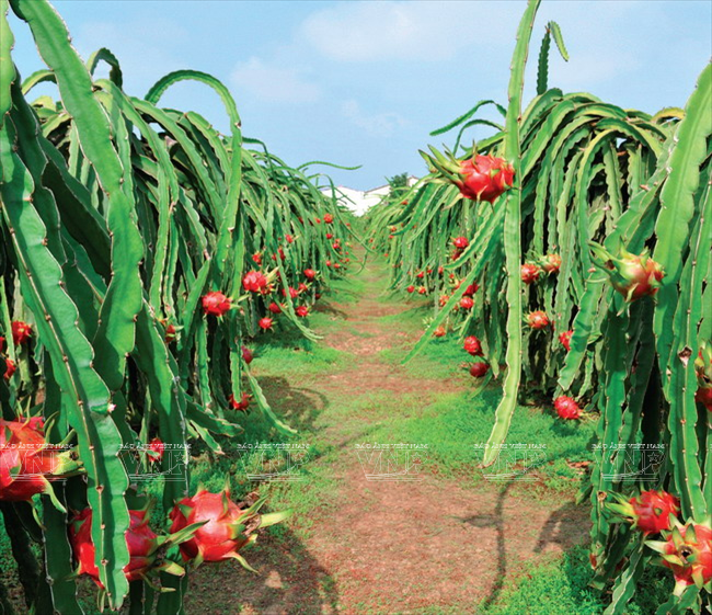 越南果蔬出口面临的机遇 ảnh 1 越南果蔬出口面临的机遇 ảnh 1