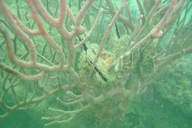 越南广宁省拜子龙国家公园成为东盟第38个遗产公园 ảnh 3 越南广宁省拜子龙国家公园成为东盟第38个遗产公园 ảnh 3