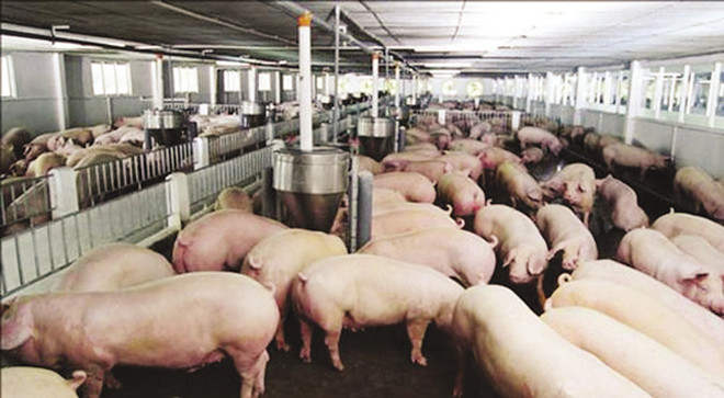 中国为越南肉猪打开国门 ảnh 1 中国为越南肉猪打开国门 ảnh 1
