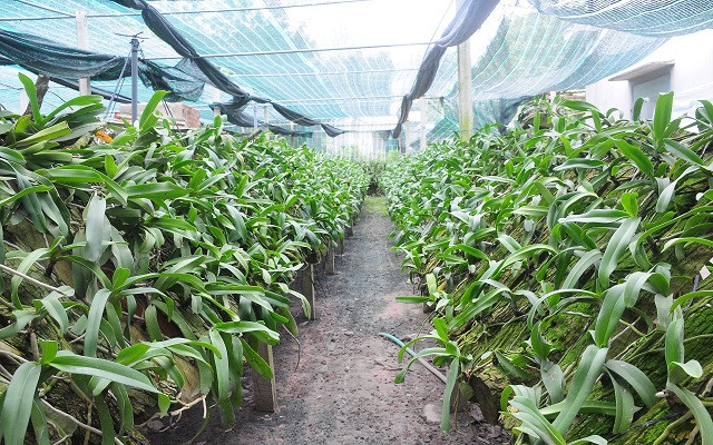 莱州省封土县山区农民靠种兰花脱贫致富 ảnh 1 莱州省封土县山区农民靠种兰花脱贫致富 ảnh 1