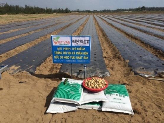 广义省采用日本大蒜种植技术 ảnh 2