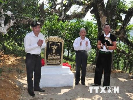  越南致力于保护河江省遗产茶树 ảnh 2