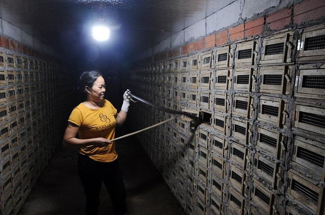 永福省永山旅游村--蛇村 ảnh 2