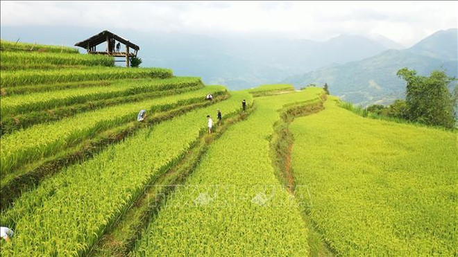 黄树肥“无烟工业”力争走向可持续发展 ảnh 2