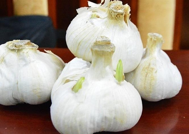 广义省采用日本大蒜种植技术 ảnh 1