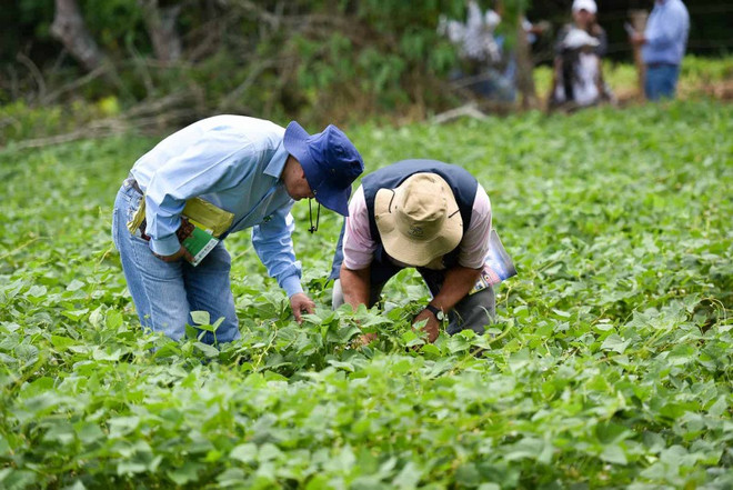 实现绿色增长目标 ảnh 1 实现绿色增长目标 ảnh 1