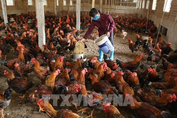 越南加强对非法进口畜产品的管控 ảnh 1