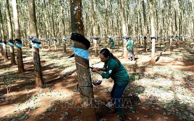 2024年越南橡胶行业力争实现增长目标 ảnh 1 2024年越南橡胶行业力争实现增长目标 ảnh 1