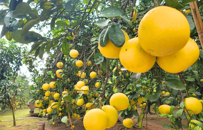 和平省近20吨演柚即将出口美国 ảnh 1 和平省近20吨演柚即将出口美国 ảnh 1