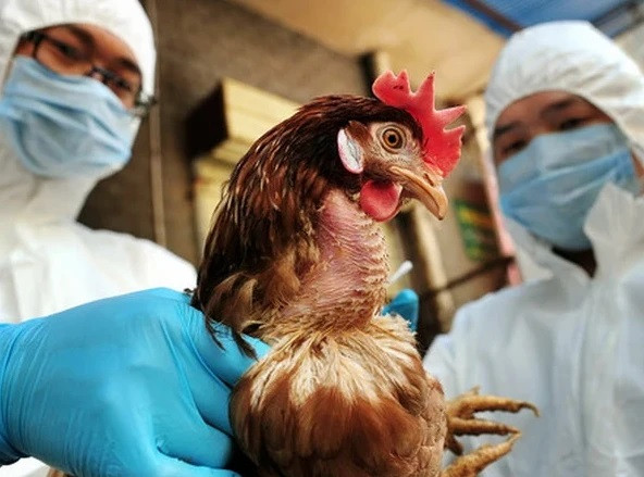 菲律宾禁止从美国加州和俄亥俄州进口家禽 ảnh 1 菲律宾禁止从美国加州和俄亥俄州进口家禽 ảnh 1