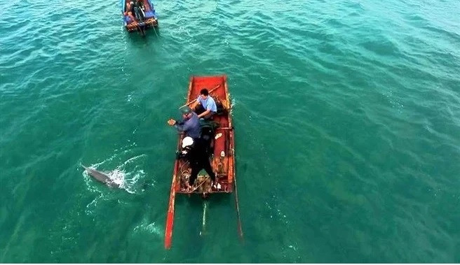 广宁省姑苏海域经常出现海豚 ảnh 1 广宁省姑苏海域经常出现海豚 ảnh 1