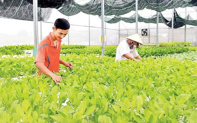 多家企业将对巴地头顿省高科技农业项目进行投资 ảnh 1 多家企业将对巴地头顿省高科技农业项目进行投资 ảnh 1