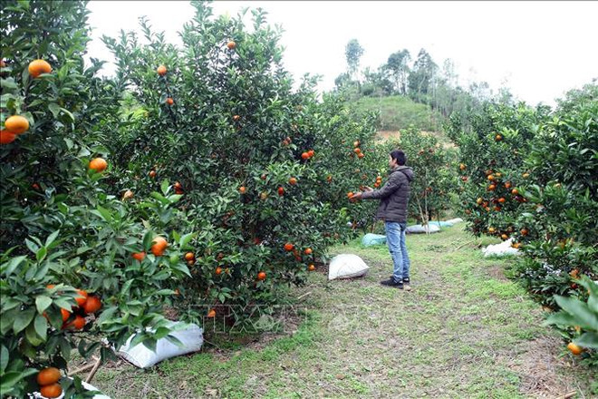 北件省完善红橘价值链 为少数民族带来稳定生计 ảnh 1 北件省完善红橘价值链 为少数民族带来稳定生计 ảnh 1