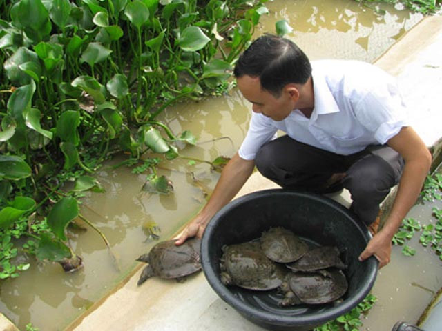 甲鱼养殖模式铺平农民致富之路 ảnh 1