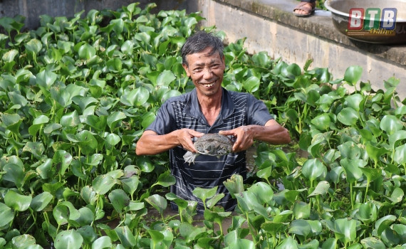甲鱼养殖模式铺平农民致富之路 ảnh 2