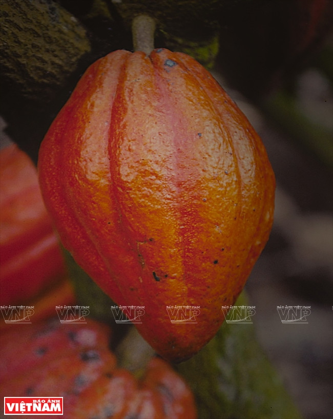 越南可可制成的Marou巧克力 ảnh 10 越南可可制成的Marou巧克力 ảnh 10