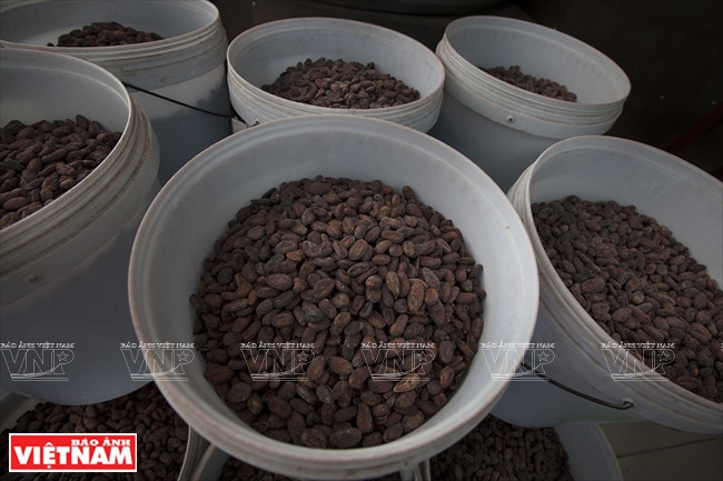 越南可可制成的Marou巧克力 ảnh 6 越南可可制成的Marou巧克力 ảnh 6