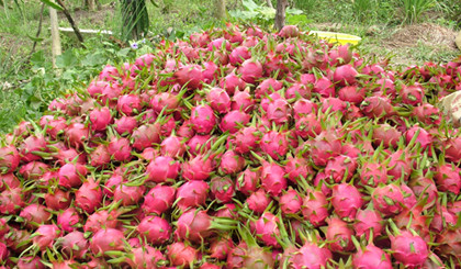 为越南加入TPP后实现九龙江平原地区稳步发展做好准备 ảnh 1