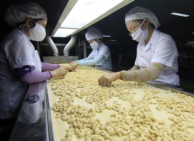 第七届国际腰果商会议将在越南胡志明市举行 ảnh 1 第七届国际腰果商会议将在越南胡志明市举行 ảnh 1