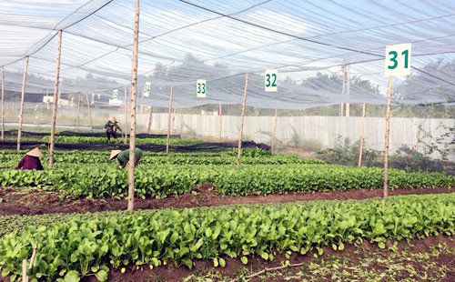 越南首个蔬菜农场荣获美国和欧盟的有机认证标准 ảnh 1