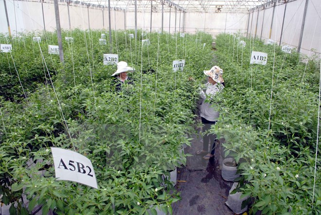 越南农业部门同步展开措施 为融入世界经济做好准备 ảnh 1