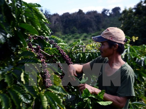 2016-2017年度全国咖啡产量或将减少 ảnh 1 2016-2017年度全国咖啡产量或将减少 ảnh 1