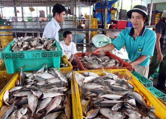 坚江省加大商品出口力度 ảnh 1 坚江省加大商品出口力度 ảnh 1