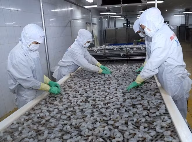 越南进一步加大水产品对巴西出口力度 ảnh 1 越南进一步加大水产品对巴西出口力度 ảnh 1