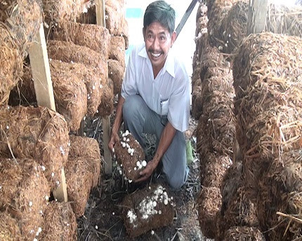 同塔省农民靠种草菇致富 ảnh 2